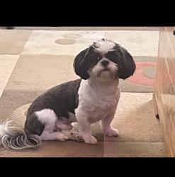 Lost Male Dog last seen Between Covington bypass and highway 81/salem rd , Covington, GA 30016