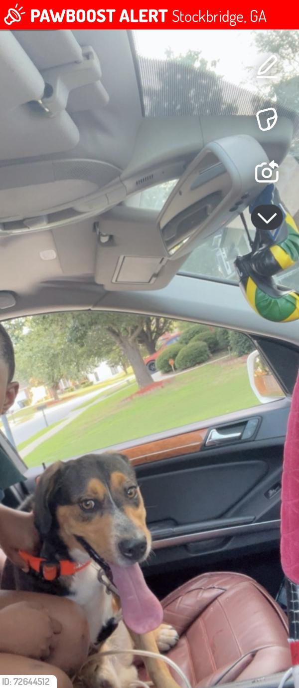 Lost Male Dog last seen Near pathwood Ln , Stockbridge, GA 30281