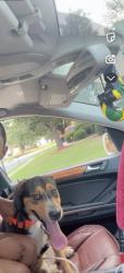 Lost Male Dog last seen Near pathwood Ln , Stockbridge, GA 30281