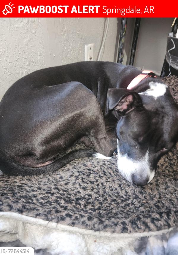 Lost Female Dog last seen Emma, Springdale, AR 72762