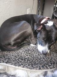Lost Female Dog last seen Emma, Springdale, AR 72762