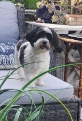 Lost Male Dog last seen Arrowview middle, San Bernardino, CA 92405