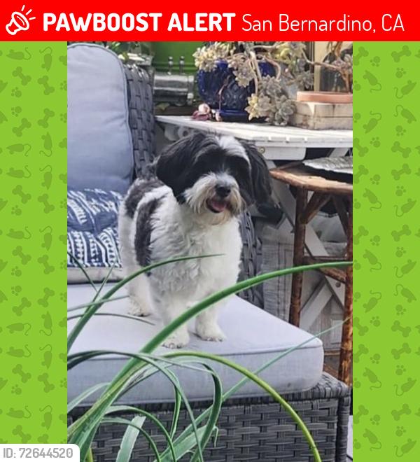 Lost Male Dog last seen Arrowview middle, San Bernardino, CA 92405