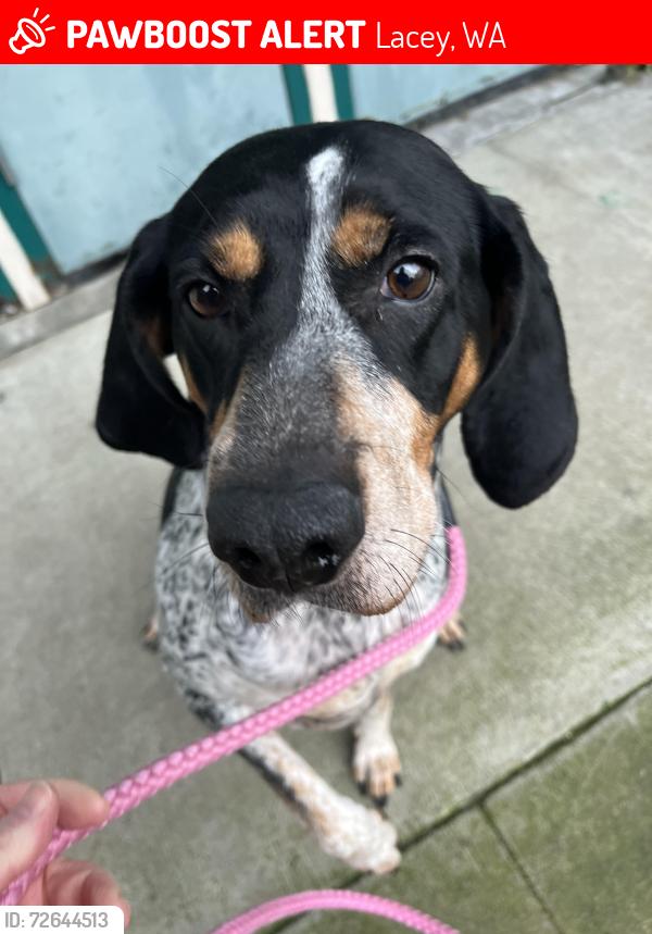 Lost Female Dog last seen 54th & Stockton St, Lacey, WA 98513
