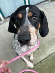 Lost Female Dog last seen 54th & Stockton St, Lacey, WA 98513