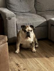 Lost Male Dog last seen 17th and Paloma, Gresham, OR 97030