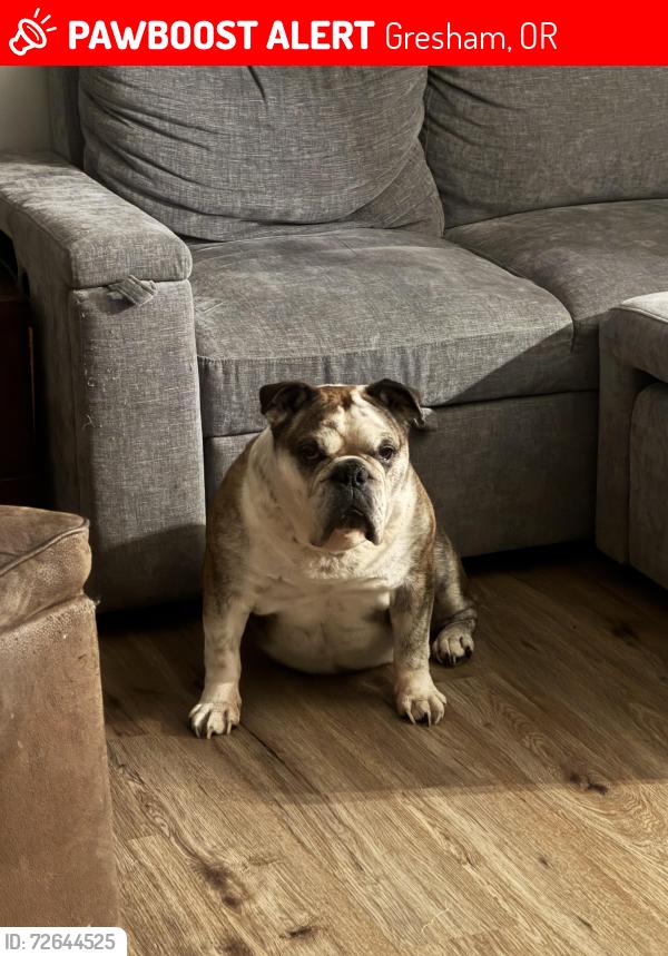 Lost Male Dog last seen 17th and Paloma, Gresham, OR 97030