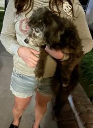 Found/Stray Unknown Dog last seen First, Whittier, CA 90604