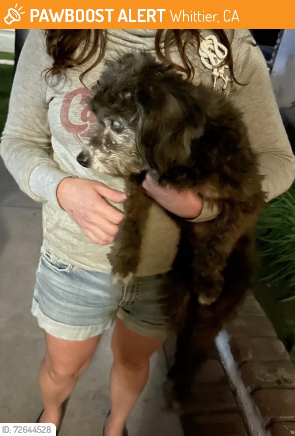 Found/Stray Unknown Dog last seen First, Whittier, CA 90604