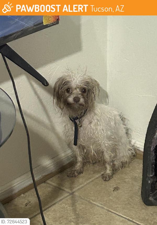 Found/Stray Female Dog last seen Country club and ajo, Tucson, AZ 85713