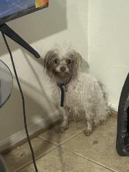 Found/Stray Female Dog last seen Country club and ajo, Tucson, AZ 85713