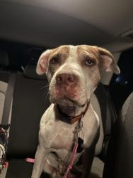 Found/Stray Female Dog last seen Near W Alton Gloor Blvd, Brownsville, TX 78520, Brownsville, TX 78520