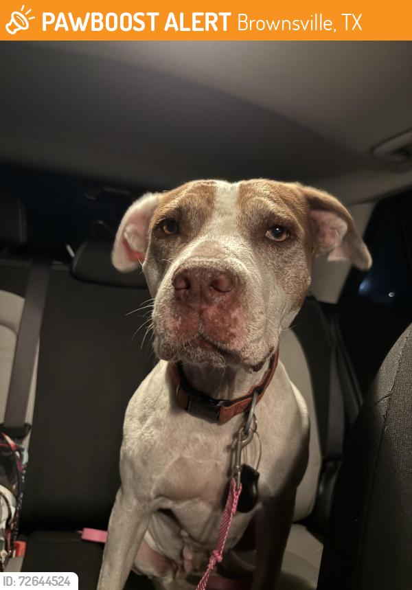 Found/Stray Female Dog last seen Near W Alton Gloor Blvd, Brownsville, TX 78520, Brownsville, TX 78520