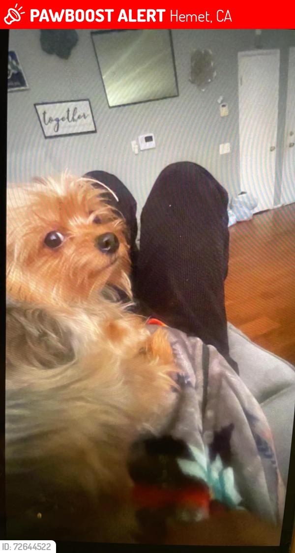 Lost Male Dog last seen Sydney Street , Anchorage Street , Hemet, CA 92545