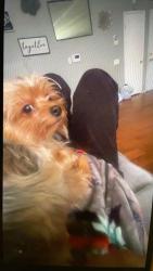 Lost Male Dog last seen Sydney Street , Anchorage Street , Hemet, CA 92545