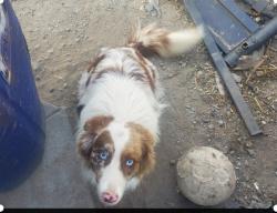Lost Male Dog last seen 5th street and Garner ave, San Bernardino, CA 92411