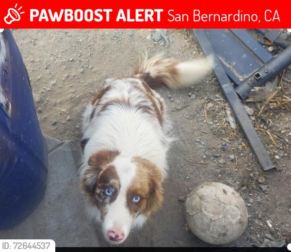 Lost Male Dog last seen 5th street and Garner ave, San Bernardino, CA 92411