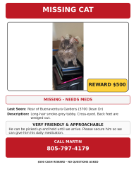 Lost Male Cat last seen Near Lowes In Ventura , Ventura, CA 93003