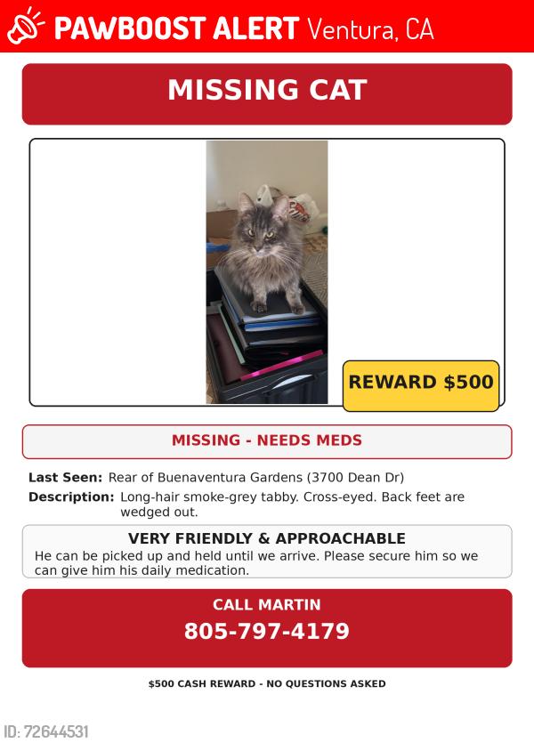 Lost Male Cat last seen Near Lowes In Ventura , Ventura, CA 93003