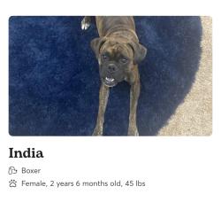 Lost Female Dog last seen Penn &178th, Edmond, OK 73012
