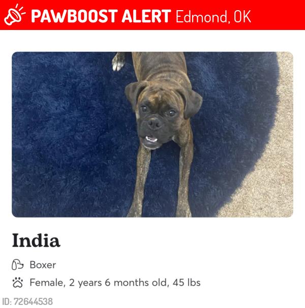 Lost Female Dog last seen Penn &178th, Edmond, OK 73012