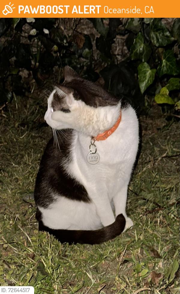 Found/Stray Female Cat last seen Cassidy and South Horne st. across the street from South Oceanside Elementary school, Oceanside, CA 92054