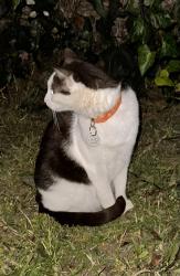 Found/Stray Female Cat last seen Cassidy and South Horne st. across the street from South Oceanside Elementary school, Oceanside, CA 92054