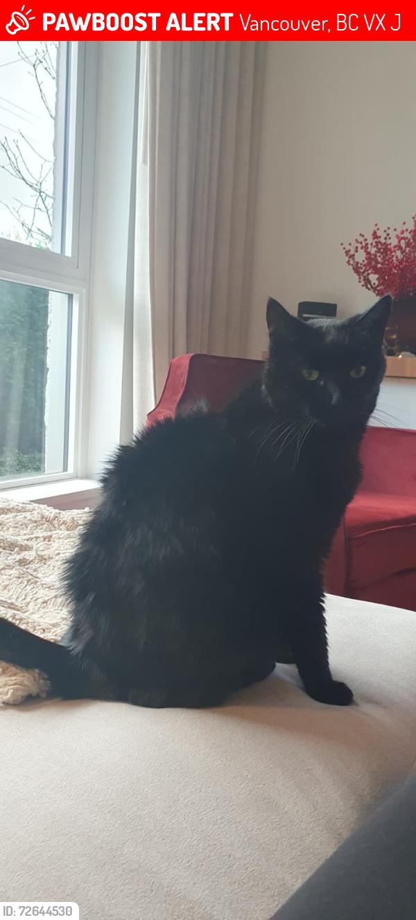 Lost Male Cat last seen Columbia & 59th Ave, Vancouver, BC V5X 0J4