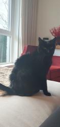 Lost Male Cat last seen Columbia & 59th Ave, Vancouver, BC V5X 0J4