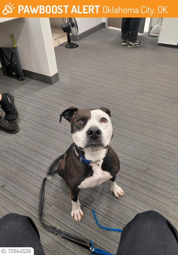 Found/Stray Female Dog last seen I240 and Santa Fe in Oklahoma city, Oklahoma City, OK 73149