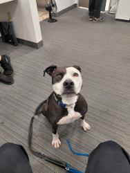 Found/Stray Female Dog last seen I240 and Santa Fe in Oklahoma city, Oklahoma City, OK 73149