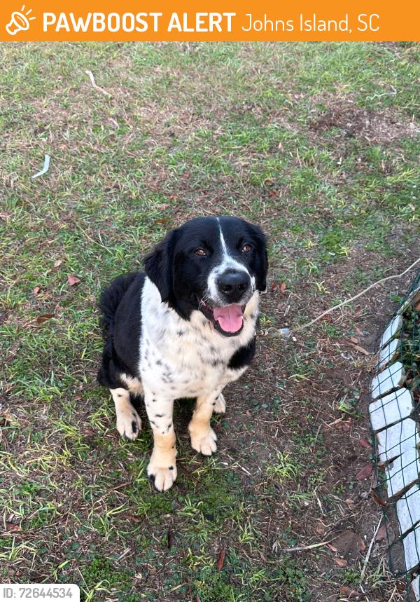 Found/Stray Male Dog last seen Near joe wright rd Johns island SC 29455, Johns Island, SC 29455