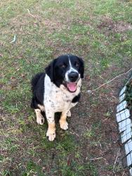 Found/Stray Male Dog last seen Near joe wright rd Johns island SC 29455, Johns Island, SC 29455