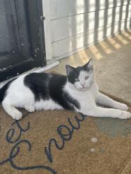 Lost Male Cat last seen arlington an venice , Los Angeles, CA 90019