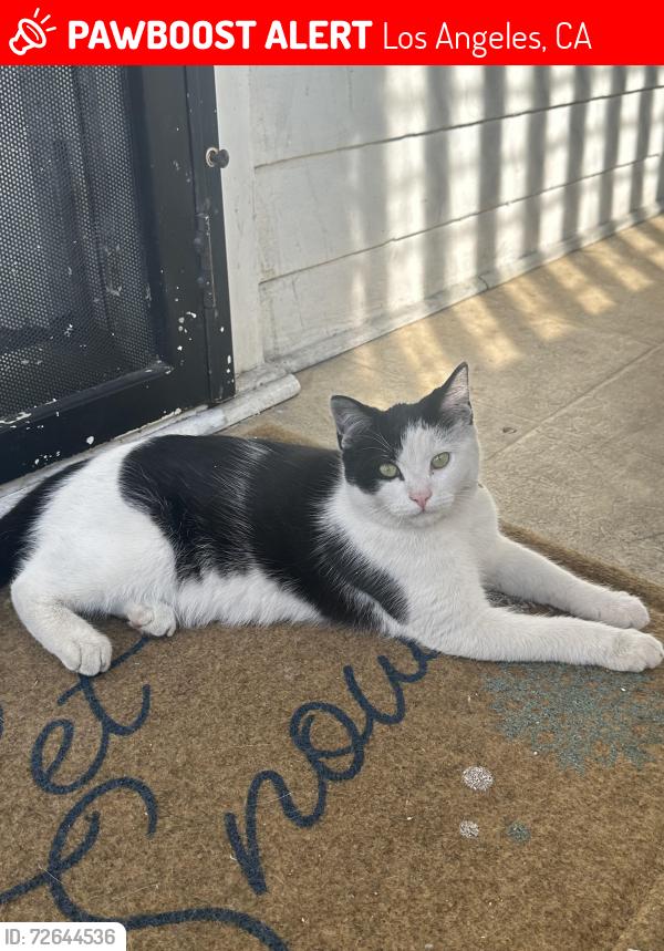 Lost Male Cat last seen arlington an venice , Los Angeles, CA 90019