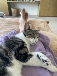 Lost Female Cat last seen Chapel St near Jam Factory, South Yarra, VIC 3141