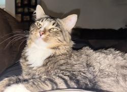 Lost Male Cat last seen Last seen at the duplexes near Scottsdale dr and power inn rd, Sacramento, CA 95828