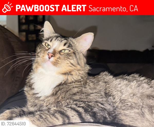 Lost Male Cat last seen Last seen at the duplexes near Scottsdale dr and power inn rd, Sacramento, CA 95828