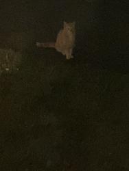 Found/Stray Unknown Cat last seen Mayfield, Alpharetta, GA 30009