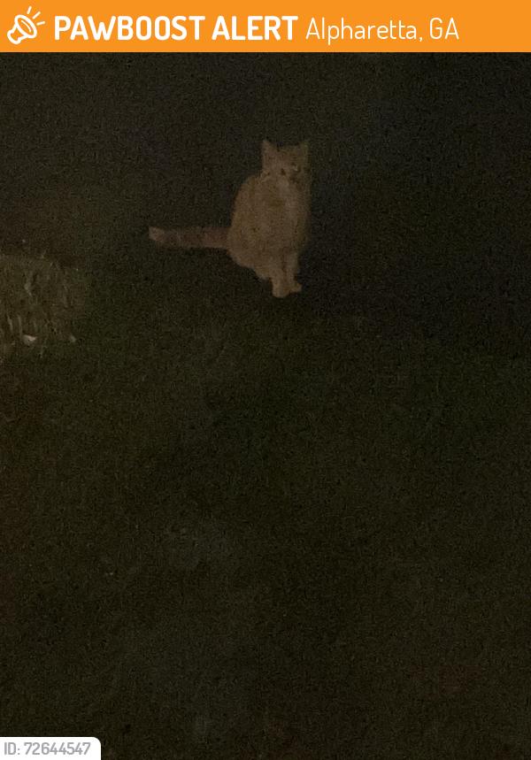 Found/Stray Unknown Cat last seen Mayfield, Alpharetta, GA 30009