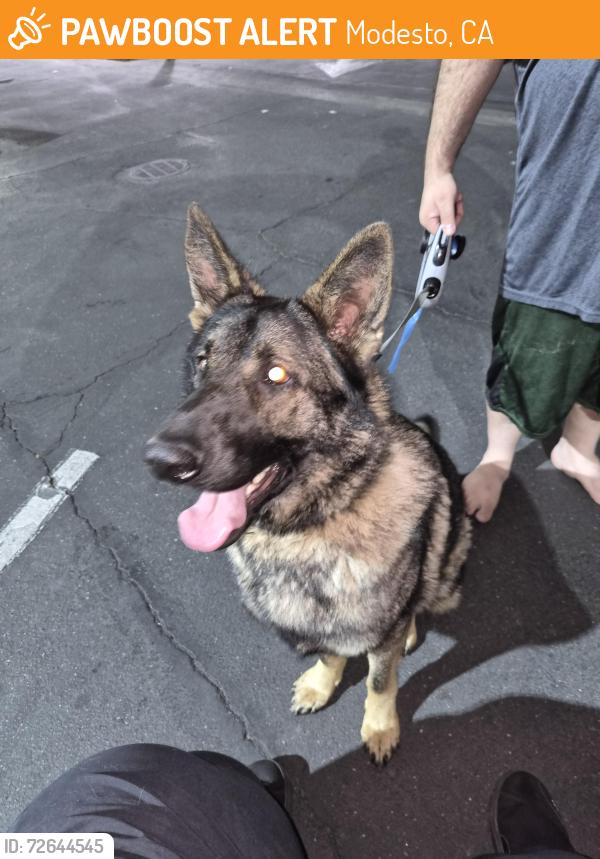Found/Stray Male Dog last seen Best Western hotel off 16th st, Modesto, CA 95354
