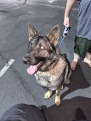 Found/Stray Male Dog last seen Best Western hotel off 16th st, Modesto, CA 95354