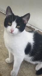 Lost Female Cat last seen arlington y venice , Los Angeles, CA 90019