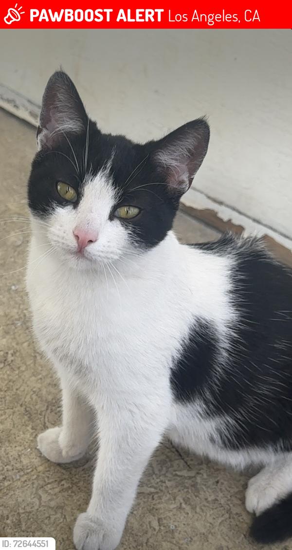 Lost Female Cat last seen arlington y venice , Los Angeles, CA 90019