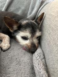 Lost Male Dog last seen Bike path off of Winding Stream NW, near 4 Mile and Fruitridge, Grand Rapids, MI 49534