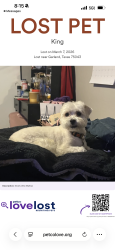 Lost Male Dog last seen The arts apmts off of Broadway commons , Garland, TX 75043