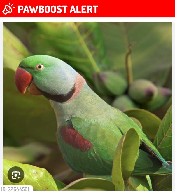 Lost Female Bird last seen 192ndSt and McDowell Rd, Maricopa County, AZ 85396