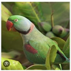 Lost Female Bird last seen 192ndSt and McDowell Rd, Maricopa County, AZ 85396
