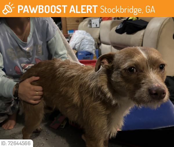 Found/Stray Female Dog last seen Summer Hill, Stockbridge, GA 30281