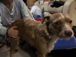 Found/Stray Female Dog last seen Summer Hill, Stockbridge, GA 30281